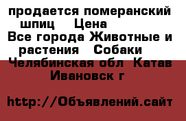 продается померанский шпиц  › Цена ­ 35 000 - Все города Животные и растения » Собаки   . Челябинская обл.,Катав-Ивановск г.